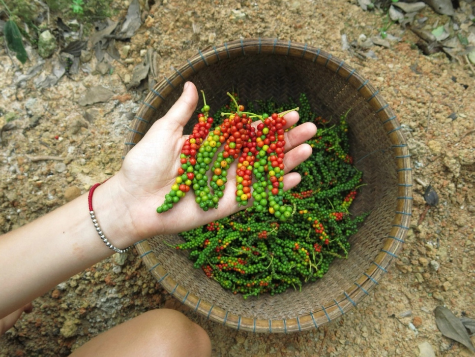 Pepper Package, The Pepper Quest & Zassenhaus
