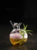 Cocktailglas, Apfel - 100% Chef