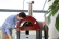 Brio, Pizza oven, Gas, Red - Alfa Forni