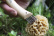 Mushroom knife with brush - Opinel