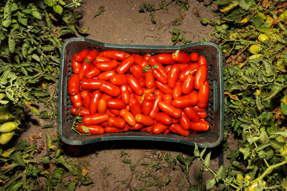 San Marzano Tomaten DOP, 2560g - Casa Marrazzo