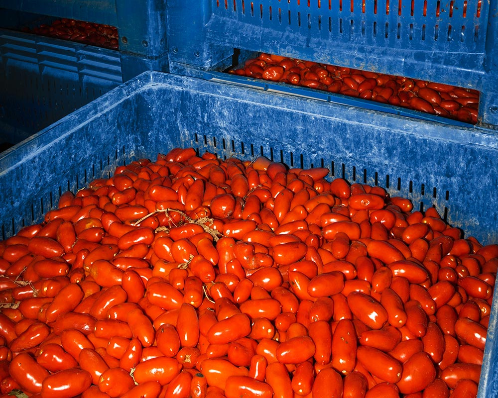 San Marzano tomatoes DOP, 2560g - Casa Marrazzo - Shop online