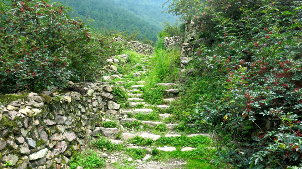 Poivre du Sichuan, QingXi, 15 g - The Pepper Quest