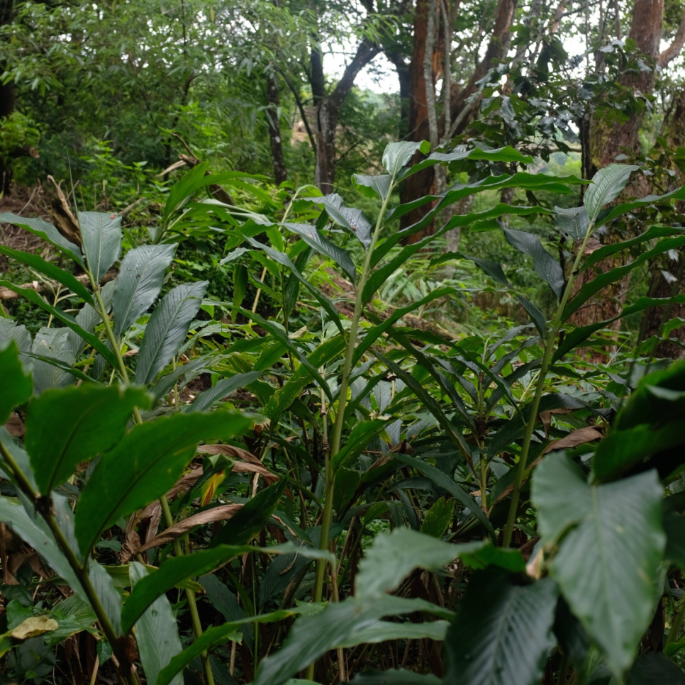 Grüner Kardamom, Knuckles Mountain, 25 g - The Pepper Quest