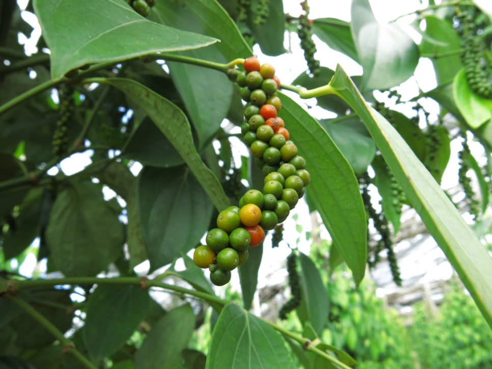 Pfeffer, Späternte, Phu Quoc, 40 g - The Pepper Quest