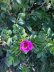 Rugosa Rose Vinegar, 145 ml - Surgubben